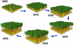 Forest stand growth over time using LMS