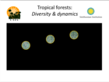 Click to View: 12. Tropical forests:  Diversity & dynamics