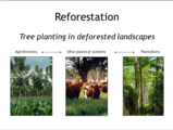 Click to View: 19. Reforestation