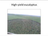 Click to View: 23. High-yield eucalyptus