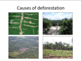 Click to View: 4. Causes of deforestation