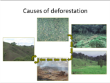 Click to View: 5. Causes of deforestation