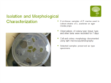 Click to View: 11. Isolation and Morphological Characterization