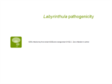 Click to View: 18. Labyrinthula pathogenicity