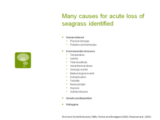 Click to View: 3. Many causes for acute loss of seagrass identified