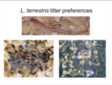 Click to View: 14. L. terrestris litter preferences