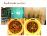 Click to View: 36. Growth chamber experiment