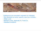 Click to View: 3. Image - earthworm