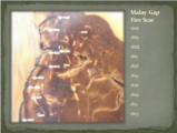 Click to View: 16. Malay Gap Fire Scar