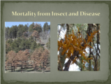 Click to View: 18. Mortality from Insect and Disease