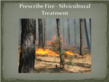 Click to View: 21. Prescribe Fire - Silvicultural Treatment