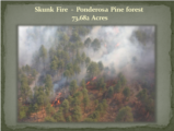 Click to View: 37. Skunk Fire  -  Ponderosa Pine forest   73,682 Acres