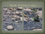 Click to View: 45. Skunk  Fire June 17, 2014